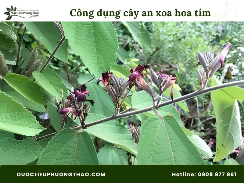 Khám phá 4 công dụng cây an xoa hoa tím hỗ trợ bảo vệ gan theo nghiên cứu khoa học