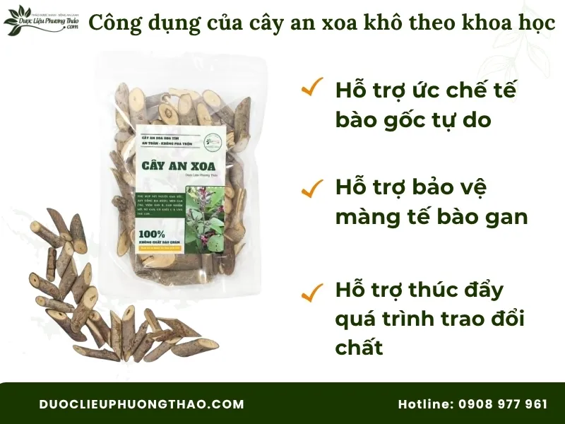 Cây an xoa khô có tác dụng gì theo góc nhìn khoa học
