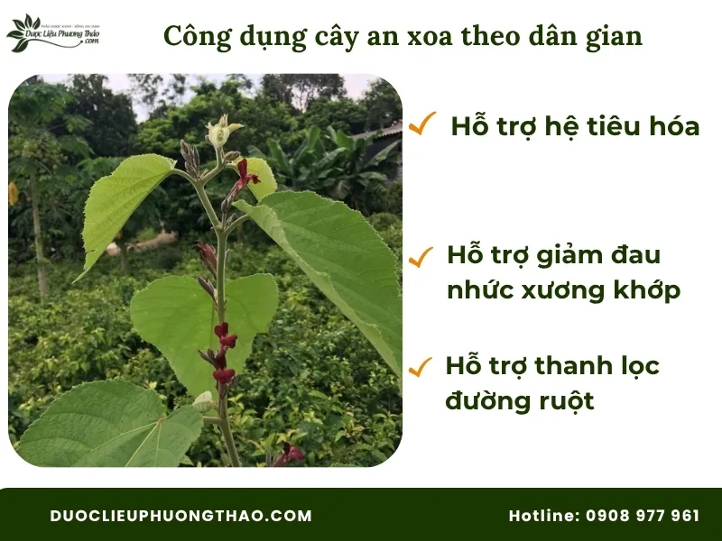 Tác dụng của cây an xoa chữa bệnh gì theo dân gian