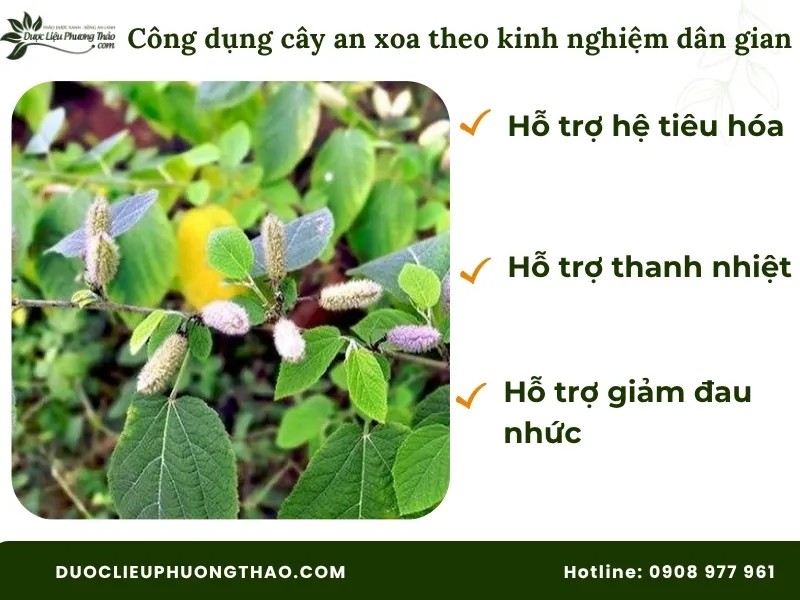 4 Tác dụng của cây an xoa và cách dùng chuẩn xác, an toàn tại nhà Công dụng cây an xoa theo kinh nghiệm dân gian