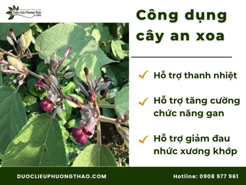 Công dụng của cây an xoa theo kinh nghiệm dân gian