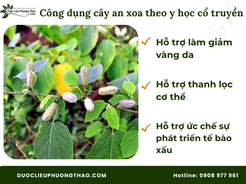 Công dụng cây an xoa theo y học cổ truyền