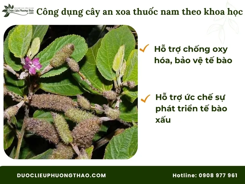 Cây an xoa thuốc nam là gì? Giải đáp chi tiết công dụng, cách dùng và lưu ý quan trọng Công dụng cây an xoa thuốc nam theo khoa học