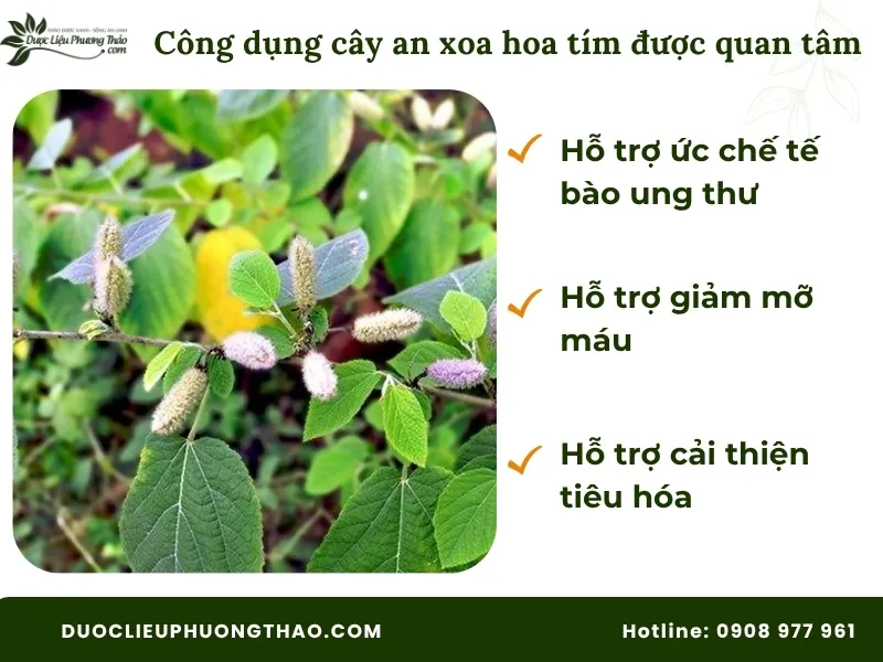 Các công dụng cây an xoa hoa tím đang được quan tâm