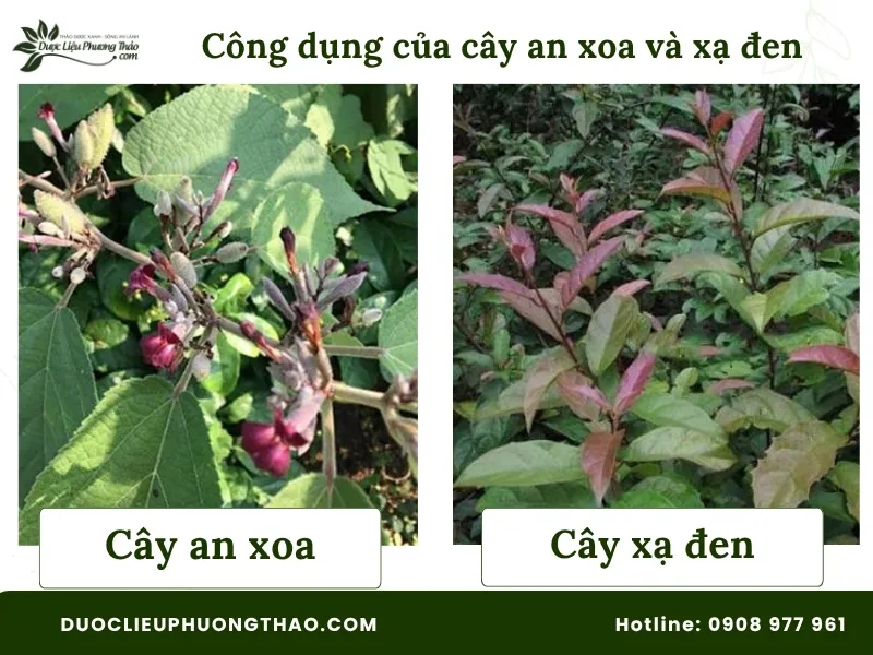 Khám phá chi tiết 4 công dụng của cây an xoa và xạ đen và những điều cần biết trước khi sử dụng
