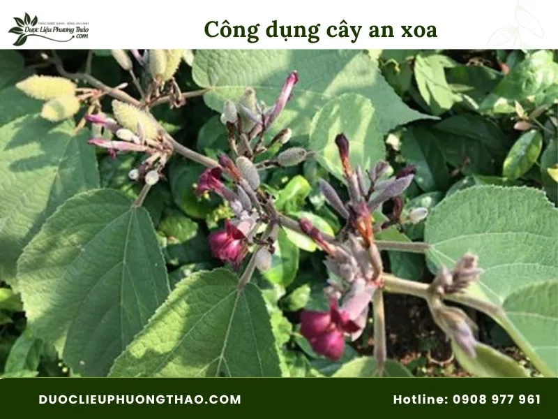 Công dụng của cây an xoa có tốt như lời đồn? Tất tần tật về 3 công dụng của cây an xoa và lưu ý khi dùng