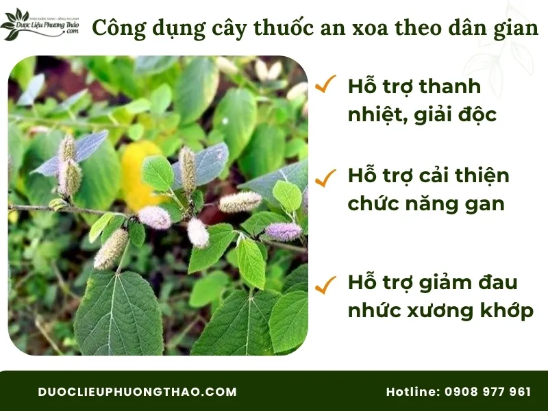 Cây thuốc an xoa có tác dụng gì: 3 sự thật từ góc nhìn khoa học và lưu ý quan trọng trước khi dùng. Cây thuốc an xoa có tác dụng gì theo dân gian