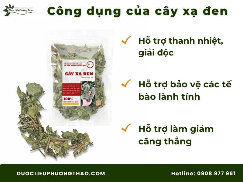 Cây an xoa và cây xạ đen: Công dụng, cách dùng và lưu ý quan trọng trước khi dùng Công dụng của cây xạ đen theo khoa học