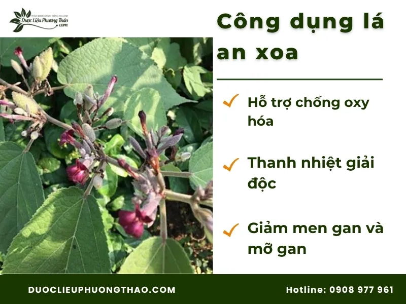 Công dụng của lá an xoa theo góc nhìn nghiên cứu 