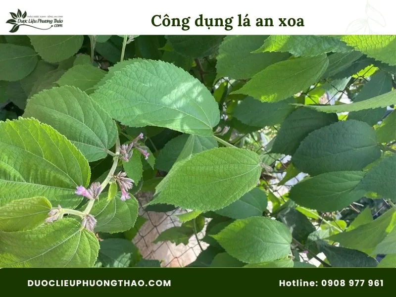 Công dụng của lá an xoa