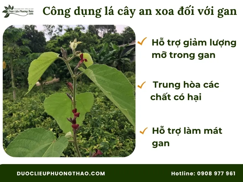 Công dụng lá cây an xoa đối với gan theo kết quả nghiên cứu khoa học 