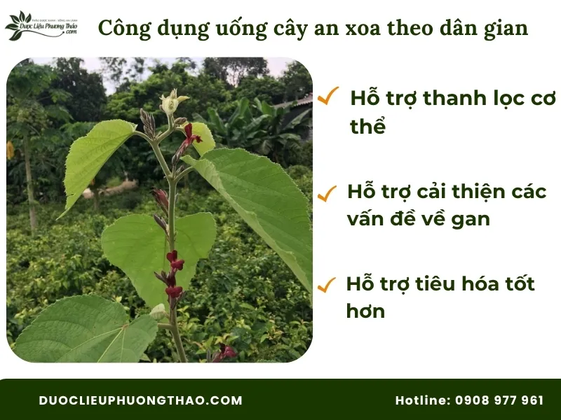 Uống cây an xoa có tác dụng gì? Góc nhìn từ dân gian đến khoa học hiện đại Uống cây an xoa có tác dụng gì theo dân gian