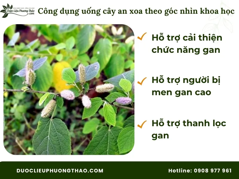 Uống cây an xoa có tác dụng gì? Góc nhìn từ dân gian đến khoa học hiện đại Uống cây an xoa có tác dụng gì theo khoa học