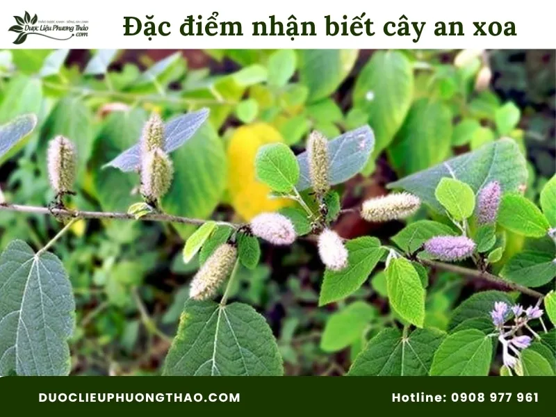 Đặc điểm nhận biết cây an xoa