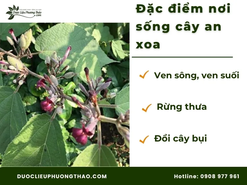 Đặc điểm nơi sống của cây an xoa 