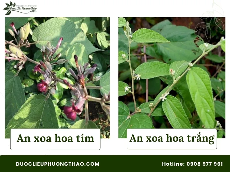 Hình ảnh an xoa hoa tím và an xoa hoa trắng