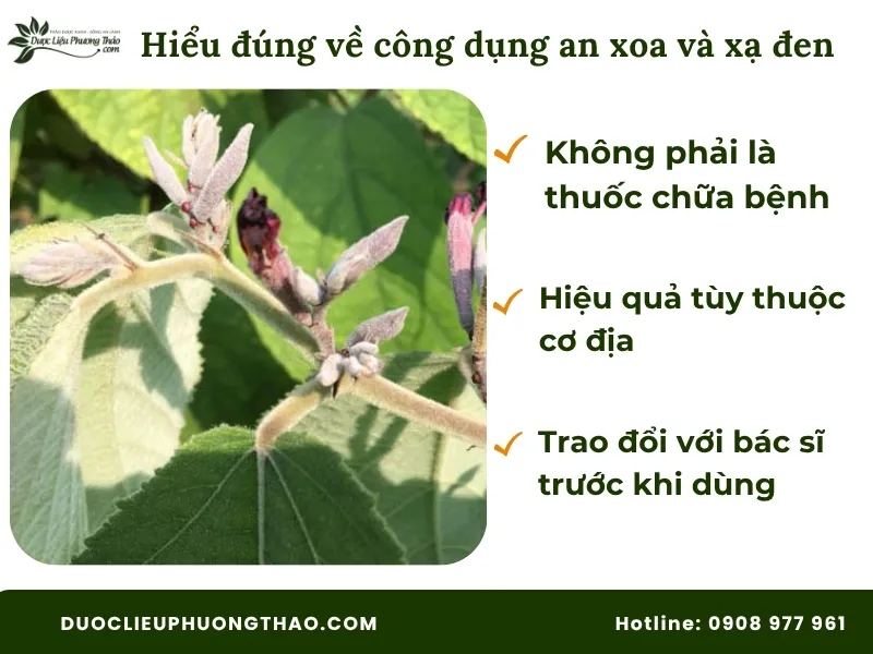 Hiểu đúng về công dụng của cây an xoa và xạ đen 