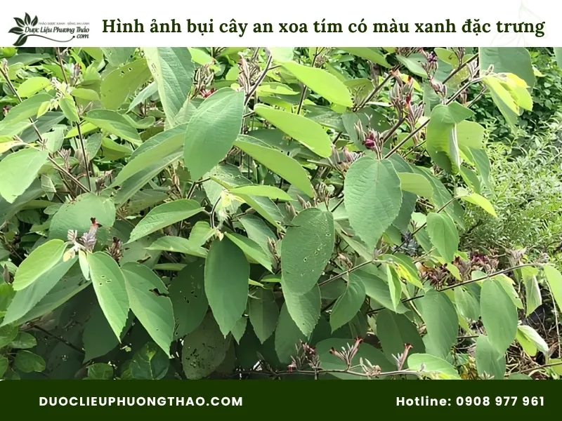 Hình ảnh bụi cây an xoa hoa tím có màu xanh đặc trưng