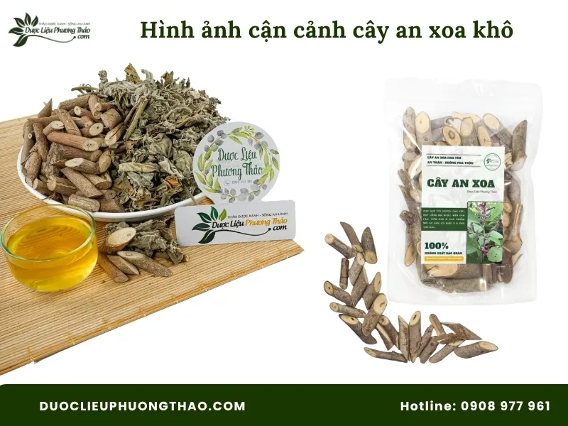 Hình ảnh cận cảnh thân và cành cây an xoa khô