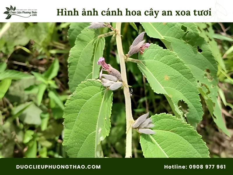 Tổng hợp 13 hình ảnh cây an xoa tươi sắc nét, chuẩn xác từng bộ phận Hình ảnh cánh hoa cây an xoa