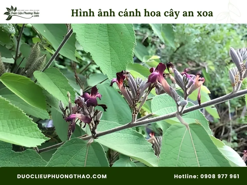 Tổng hợp 18 hình ảnh cây an xoa: Từ cây tươi, hoa tím đến cây khô dễ nhận biết Hình ảnh cánh hoa cây an xoa