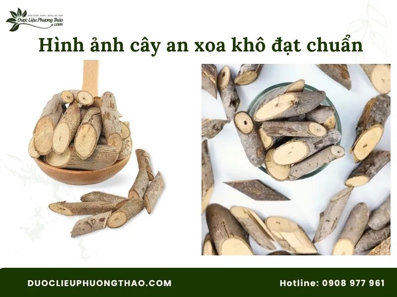 Hình ảnh cây an xoa khô