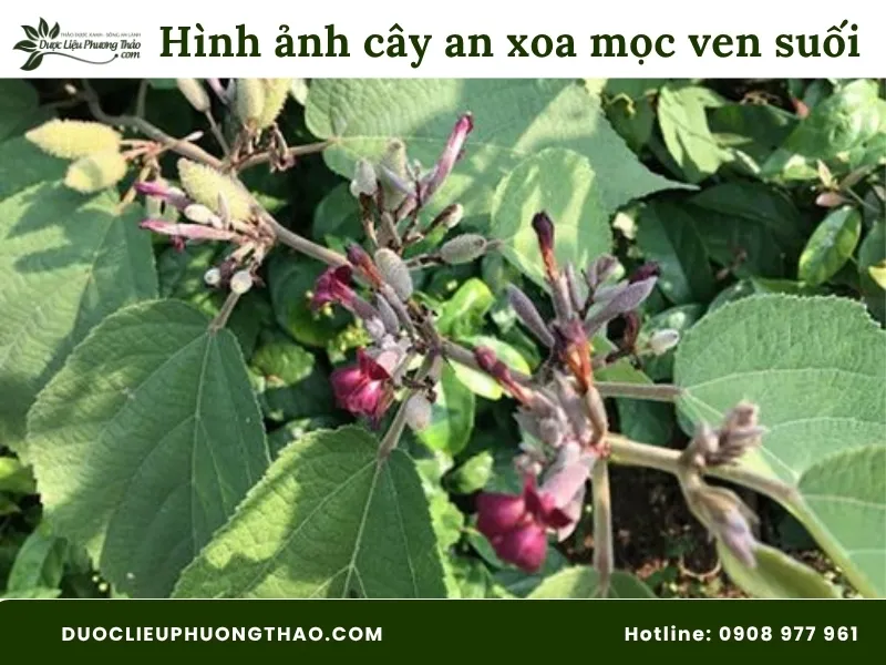 Hình ảnh cây an xoa mọc ở ven suối