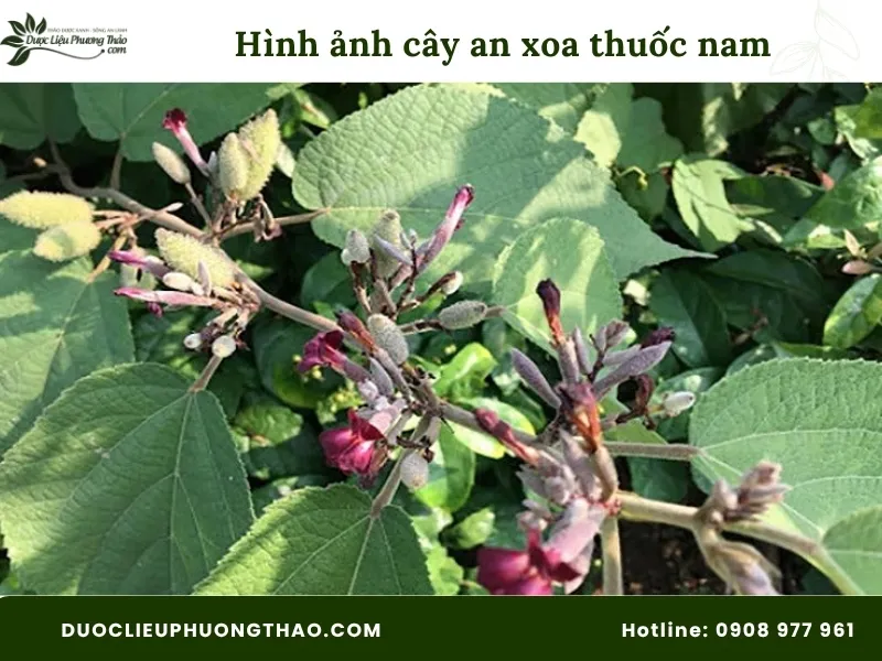 Cây an xoa thuốc nam là gì? Giải đáp chi tiết công dụng, cách dùng và lưu ý quan trọng Hình ảnh cây an xoa thuốc nam