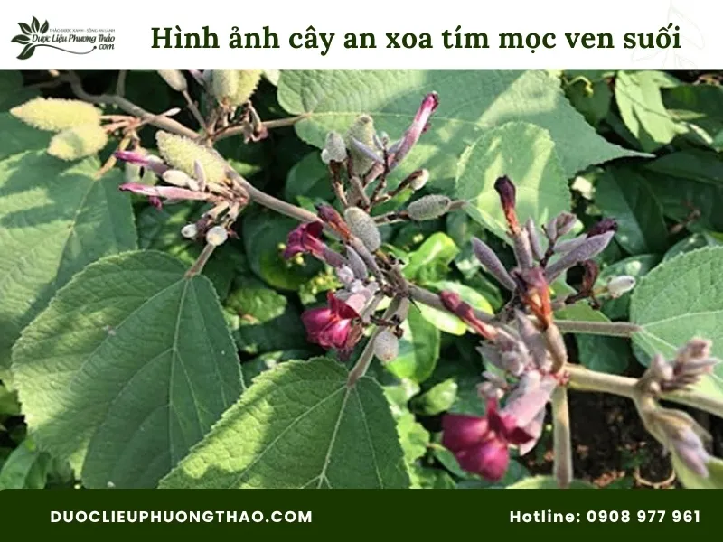 Hình ảnh cây an xoa hoa tím mọc ven suối