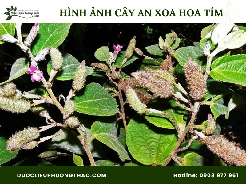 Tổng hợp 17 hình ảnh cây an xoa hoa tím sắc nét, chuẩn xác từ gốc đến ngọn