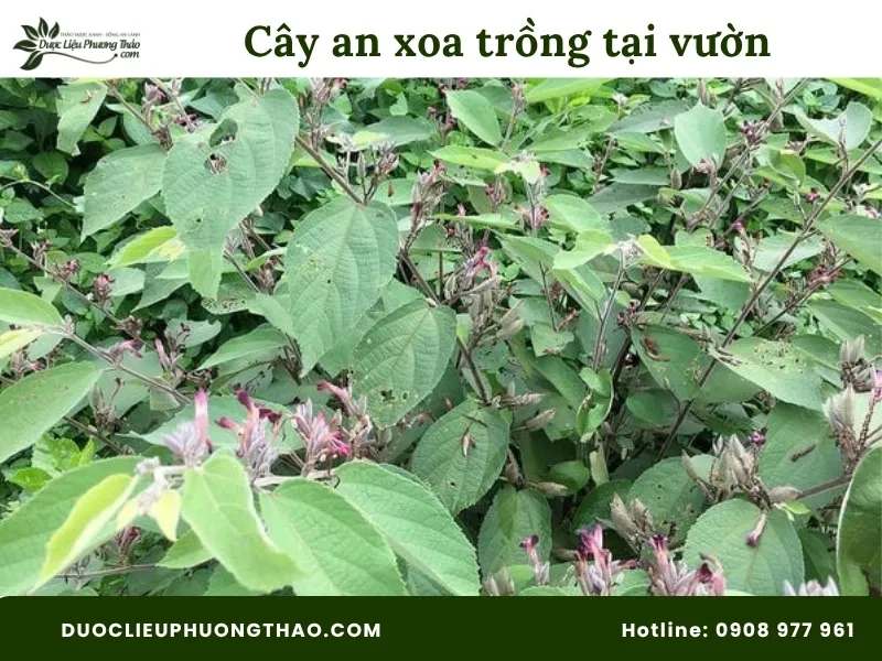 Hình ảnh cây an xoa trồng tại vườn