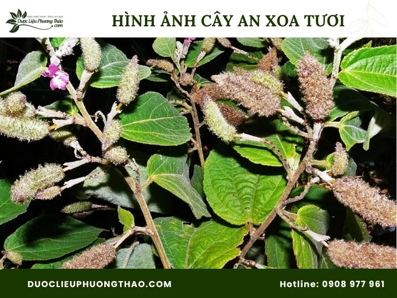 Tổng hợp 13 hình ảnh cây an xoa tươi sắc nét, chuẩn xác từng bộ phận