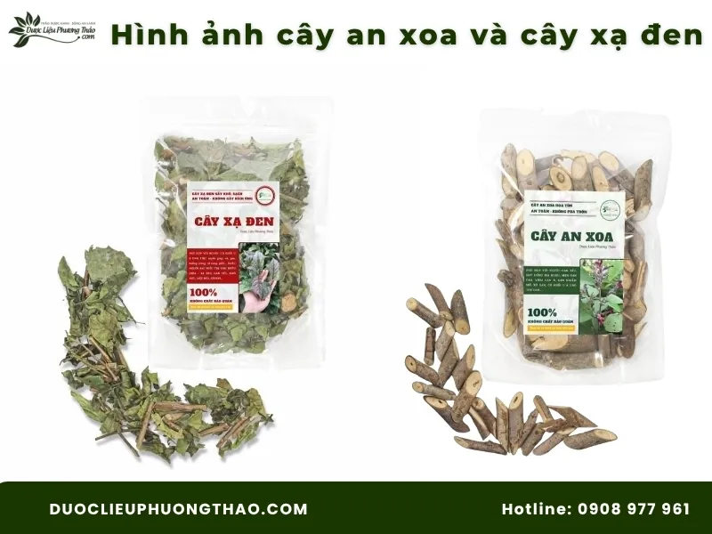 Cây an xoa và cây xạ đen: Công dụng, cách dùng và lưu ý quan trọng trước khi dùng Hình ảnh cây an xoa và cây xạ đen