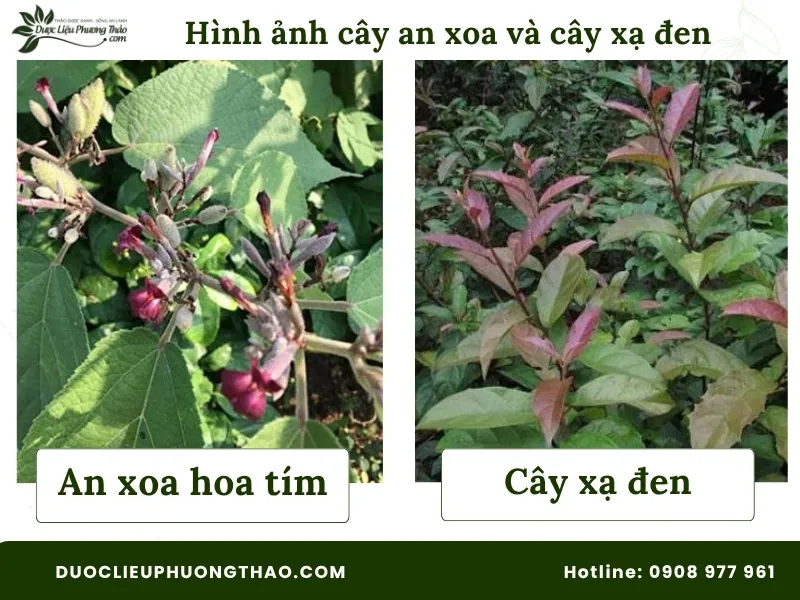 Hình ảnh cây an xoa và xạ đen