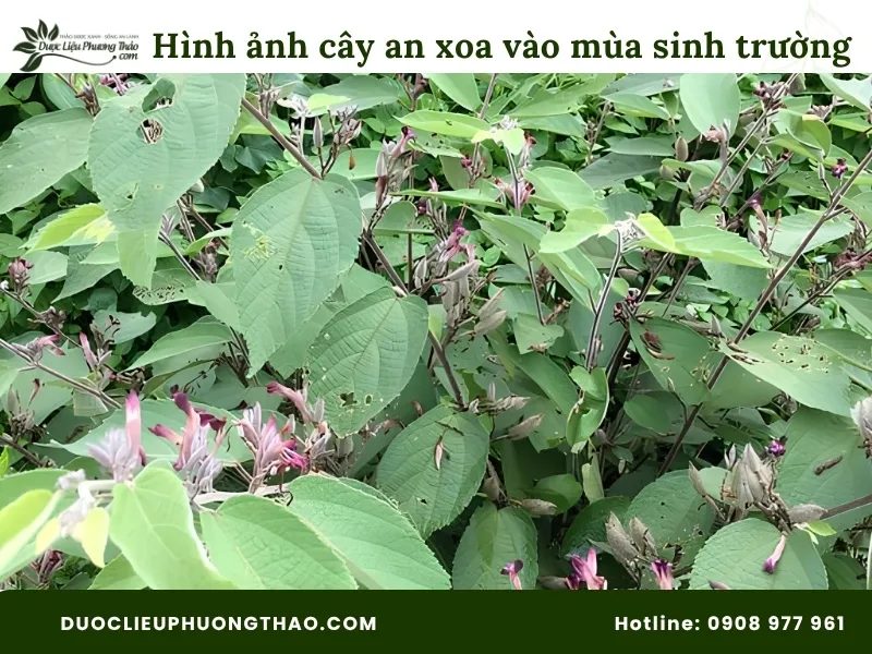 Tổng hợp 13 hình ảnh cây an xoa tươi sắc nét, chuẩn xác từng bộ phận Hình ảnh cây an xoa vào mùa sinh trưởng
