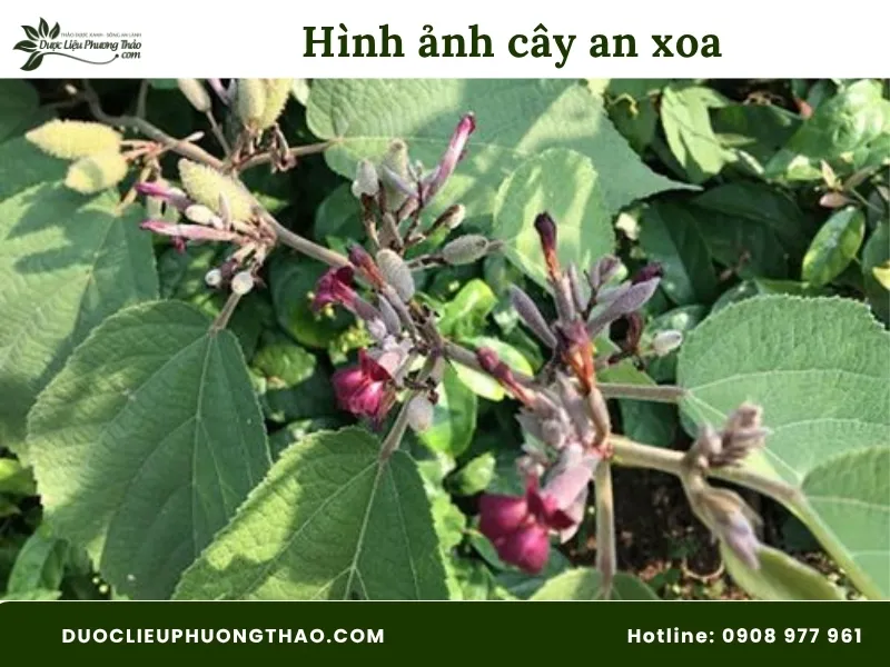 Cây an xoa là cây gì? Đặc điểm nhận biết và 4 công dụng chữa bệnh gan