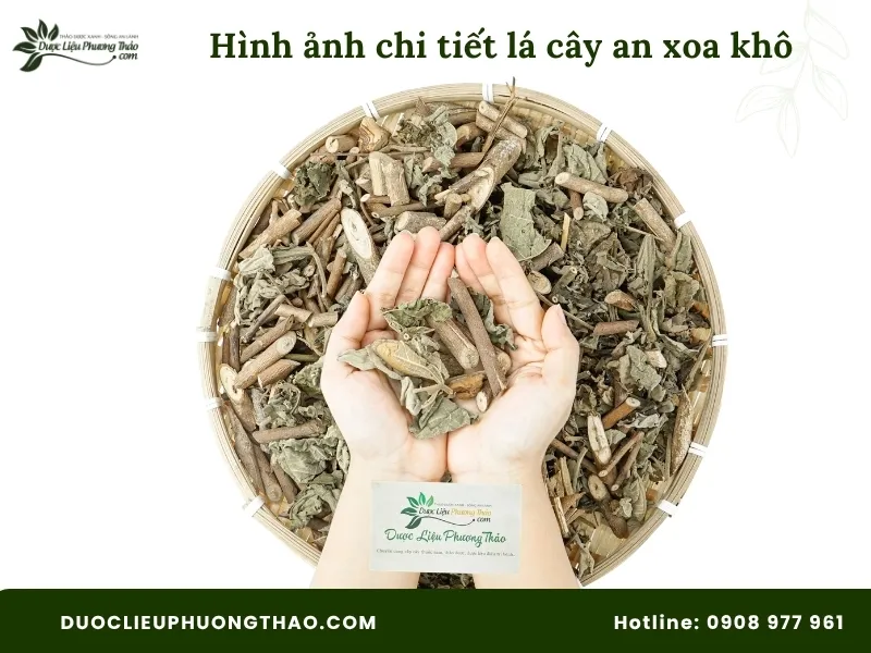 Hình ảnh chi tiết lá cây an xoa khô
