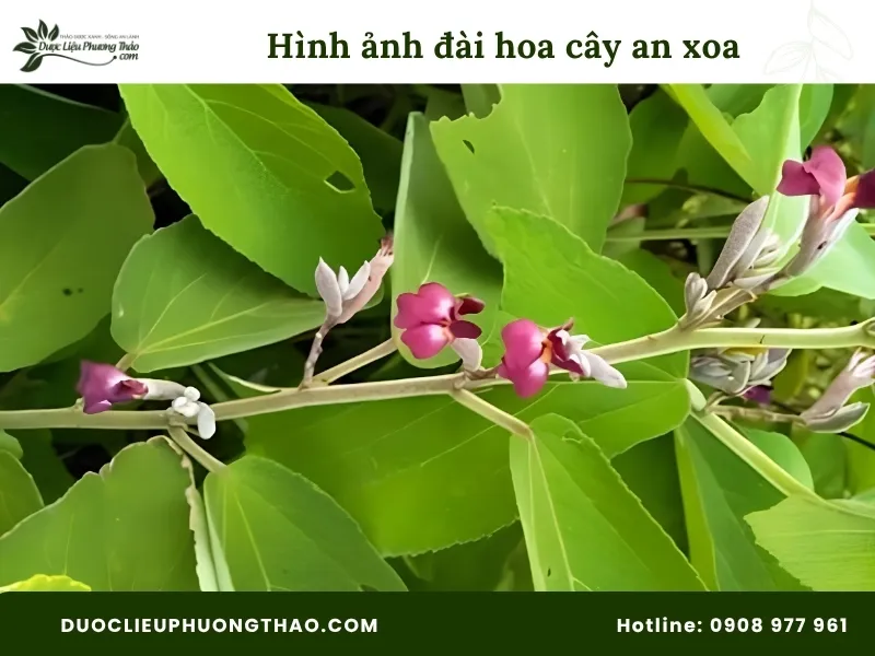 Tổng hợp 18 hình ảnh cây an xoa: Từ cây tươi, hoa tím đến cây khô dễ nhận biết Hình ảnh đài hoa cây an xoa