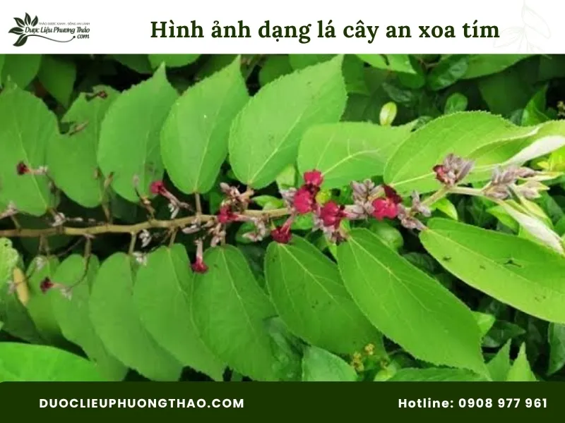 Hình ảnh dạng lá cây an xoa hoa tím 