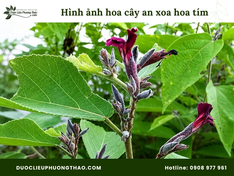 Hình ảnh hoa cây an xoa hoa tím 