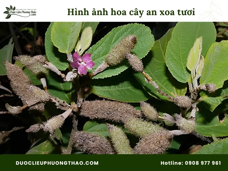 Tổng hợp 13 hình ảnh cây an xoa tươi sắc nét, chuẩn xác từng bộ phận Hình ảnh hoa cây an xoa tươi