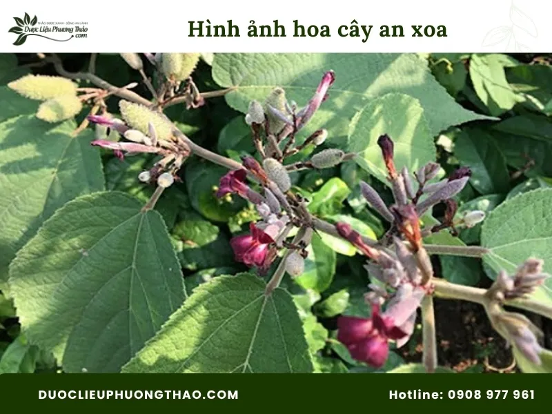 Tổng hợp 18 hình ảnh cây an xoa: Từ cây tươi, hoa tím đến cây khô dễ nhận biết Hình ảnh hoa cây an xoa