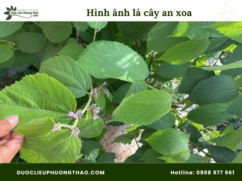 Hình ảnh lá cây an xoa 