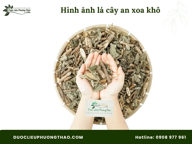 Tổng hợp 18 hình ảnh cây an xoa: Từ cây tươi, hoa tím đến cây khô dễ nhận biết Hình ảnh lá cây an xoa khô