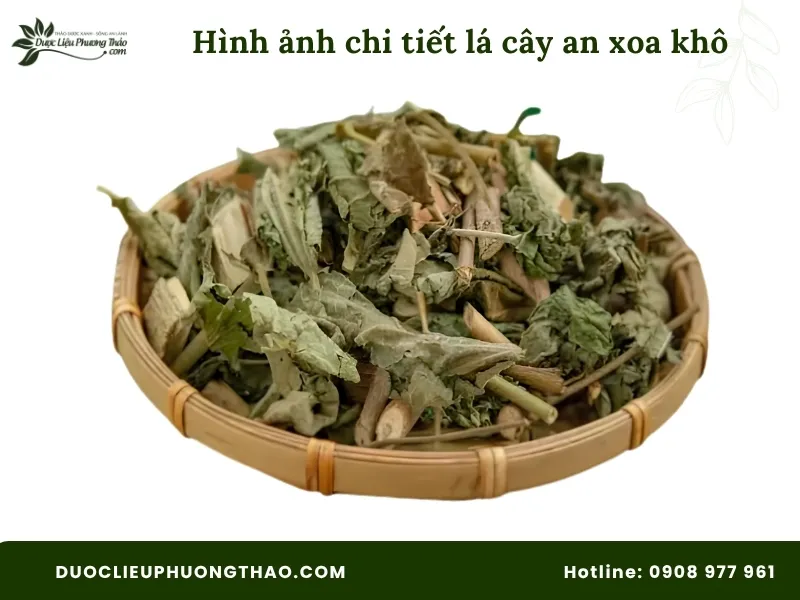 Hình ảnh lá cây an xoa khô