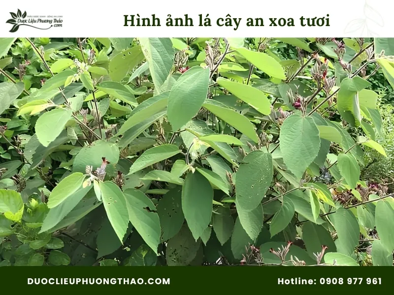 Tổng hợp 13 hình ảnh cây an xoa tươi sắc nét, chuẩn xác từng bộ phận Hình ảnh lá cây an xoa mọc tươi