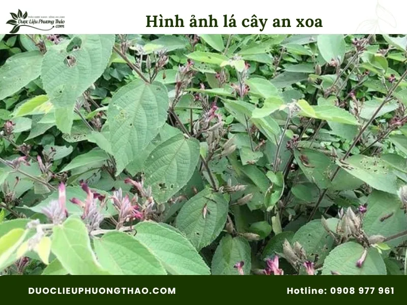 Tổng hợp 18 hình ảnh cây an xoa: Từ cây tươi, hoa tím đến cây khô dễ nhận biết Hình ảnh lá cây an xoa