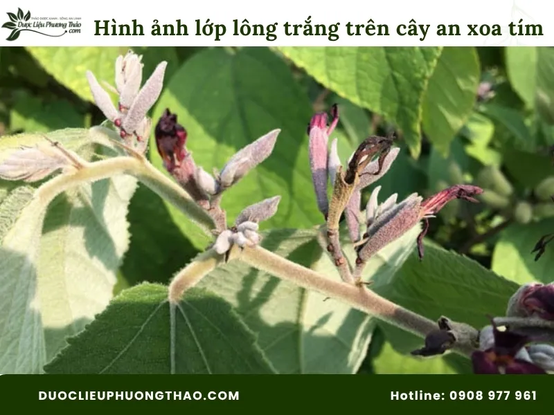 Hình ảnh lớp lông trắng trên cây an xoa hoa tím