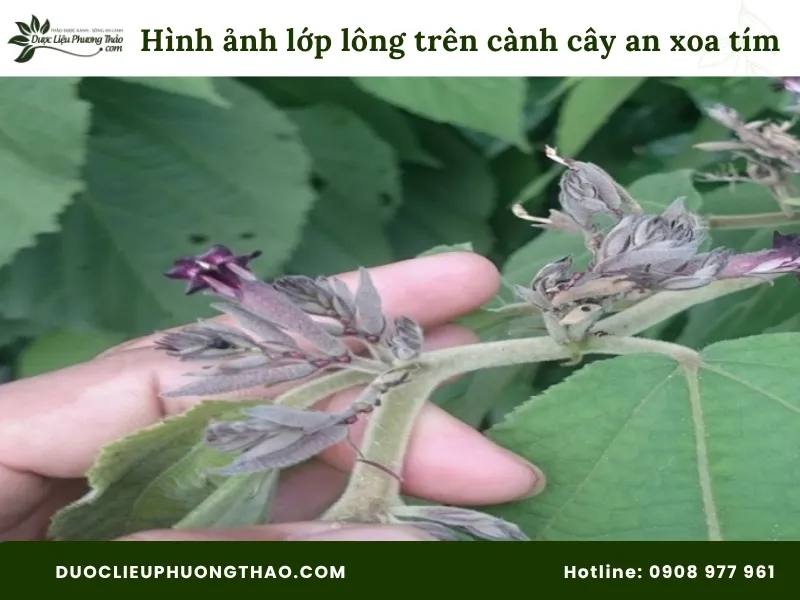 Hình ảnh lớp lông trên cành cây an xoa hoa tím 