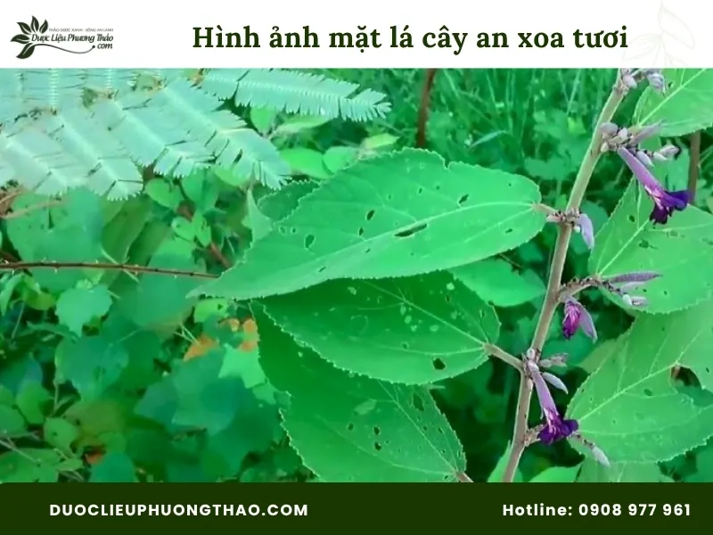Tổng hợp 13 hình ảnh cây an xoa tươi sắc nét, chuẩn xác từng bộ phận Hình ảnh mặt lá cây an xoa